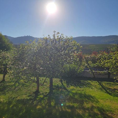 Studio Aux Pieds Des Vignes Eguisheim Zewnętrze zdjęcie